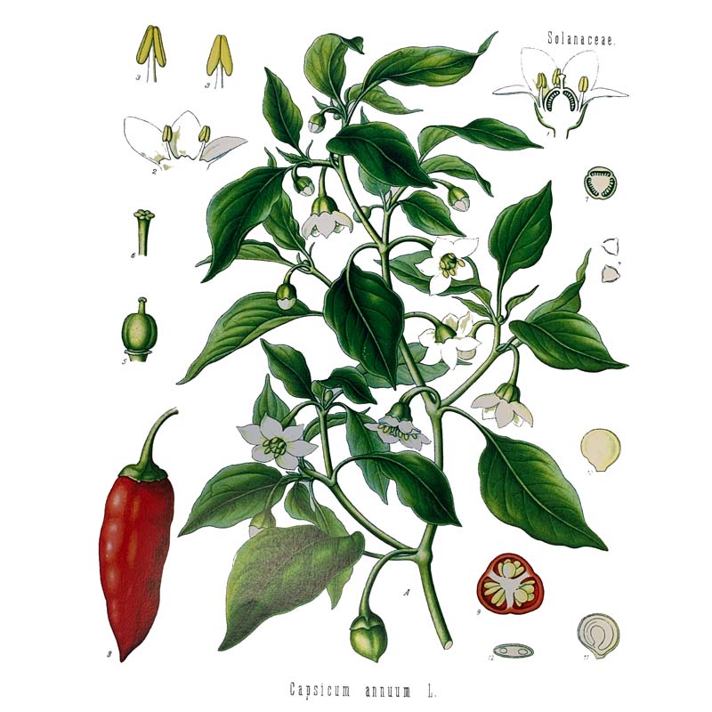 Chile (Capsicum Annuum)